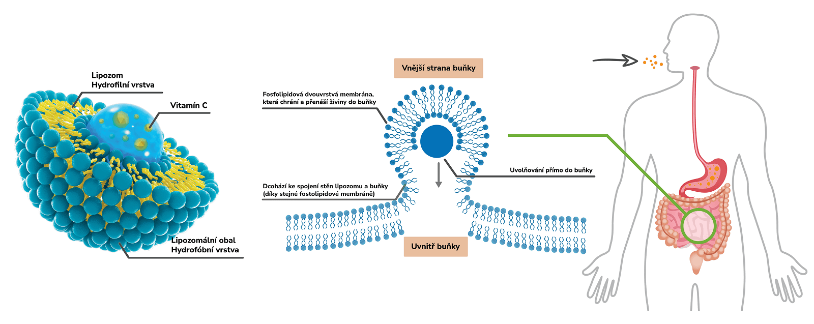 purerituals vitamín c v lipozomální formě